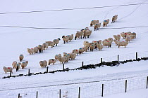 Welsh Mountain and cross breed sheep in upland pasture in snow, Gwynedd, North Wales, UK, February 2009