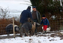 Organically reared saddleback sow, Domestic pig (Sus scrofa domestica) in winter with farmers, Gwynedd, North Wales, UK, February 2009