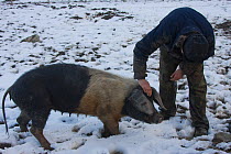 Organically reared saddleback sow, domestic pig (Sus scrofa domestica) being checked by farmer in winter, Gwynedd, North Wales, UK
