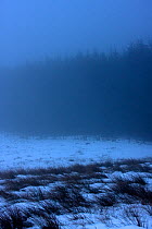 Upland conifer plantation in snow and mist, Gwynedd, North Wales, February 2009