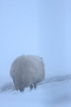 Welsh Mountain Sheep (Ovis aries) in snow and wind, Gwynedd, North Wales, February 2009