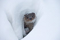 European river otter (Lutra lutra) emerging through hole in snow, Finland, February