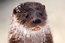 European river otter (Lutra lutra) portrait with whiskers and fur covered in ice, Finland, February