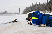 Photographer photographing European river otter (Lutra lutra) emerging through hole in ice, industrial site in background, Finland, February 2010
