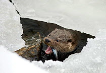 European river otter (Lutra lutra) emerging through hole in ice with fish in mouth, Finland, February