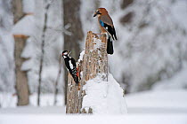 Great spotted woodpecker (Dendrocopos major) and Eurasian jay (Garrulus garrulus) perched on tree stump, Finland, February