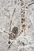 Great grey owl (Strix nebulosa) perched in tree in snow, Finland, March