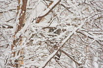 Great grey owl (Strix nebulosa) camouflaged, perched in tree in snow, Finland, March