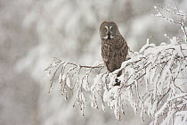 Great grey owl (Strix nebulosa) perched in tree in snow with head turned backwards, Finland, March