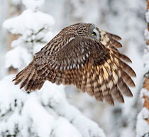 Great grey owl (Strix nebulosa) flying from tree in snow, Finland, March