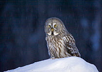 Great grey owl (Strix nebulosa) perched on snow, Finland, March