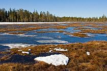 Woodland bog with melting ice and snow, Northern Finland, April 2010