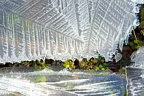 Ice melting in spring revealing plants underneath, Finland, April