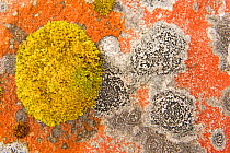 Lichen on rocks, Finland