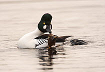 Goldeneye duck (Bucephala clangula) male and female, mating pair, Finland, May