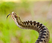 Adder (Vipera berus) in strike posture with tongue out, Finland, July