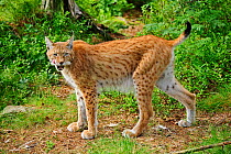 European lynx (Lynx lynx) in woodland, captive, Finland