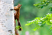 Red squirrel (Sciurus vulgaris) climbing tree trunk, Finland, July