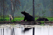 Two Brown bears (Ursus arctos) and Grey wolf (Canis lupus) beside water, Kuhmo, Finland, August