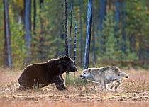 Brown bear (Ursus arctos) and Grey wolf (Canis lupus) showing aggression, Kuhmo, Finland, September