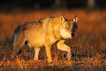 Wild Grey wolf (Canis lupus) walking, Kuhmo, Finland, September