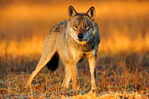 Wild Grey wolf (Canis lupus) Kuhmo, Finland, September