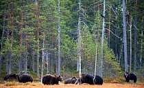 Brown bears (Ursus arctos) in woodland, Kuhmo, Finland, September 2010