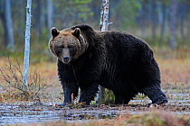 Brown bear (Ursus arctos) in woodland wetlands, Kuhmo, Finland, September 2010