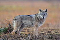 Wild Grey wolf (Canis lupus) standing, Kuhmo, Finland, October