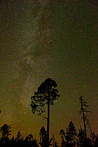Night sky with myriad of stars, northern Finland, November 2010
