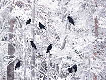 Flock of Common ravens (Corvus corax) perched in tree in winter, Finland, November