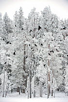 Large flock of Common ravens (Corvus corax) perched in trees in winter, Finland, November