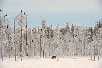 Grey wolf (Canis lupus) in woodland with flock of Common raven (Corvus corax) in trees, Finland, November