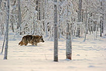 Grey wolf (Canis lupus) in deep snow in woodland, Finland, November