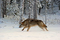 Grey wolf (Canis lupus) running through snow in woodland, Finland, November