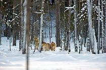 Grey wolf (Canis lupus) pack in woodland in winter, Finland, November