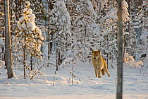 Grey wolf (Canis lupus) in thick snow in woodland, Finland, November