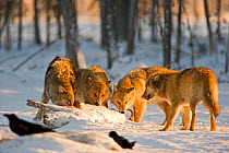 Grey wolf (Canis lupus) pack feeding on carcass in thick snow in woodland, Finland, November