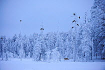 Grey wolf (Canis lupus) in woodland in thick snow with Common ravens (Corvus corax) perched in trees overhead, Finland, December