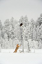Grey wolf (Canis lupus) in woodland in thick snow jumping up at eagle perched on dead tree stump overhead, Finland, December