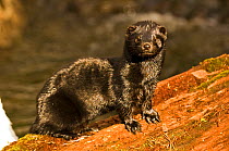 American mink (Mustela vison) Finland, April