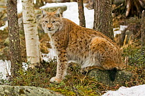 European lynx (Lynx lynx) sitting in woodland, captive, Finland, April