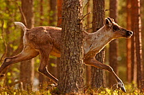 Young Reindeer (Rangifer tarandus) running through woodland, Finland, June