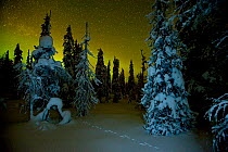 Beginnings of the Northern lights in night sky in winter with conifer trees laden with snow, Kuusamo, northern Finland, February 2009