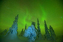 Northern lights in night sky in winter with conifer trees laden with snow, Kusaamo, northern Finland, February 2009