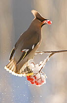 Bohemian waxwing (Bombycilla garrulus) perched, feeding on winter berries in snow, Finland, February