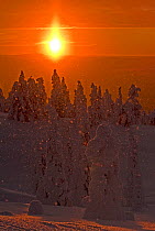 Winter landscape at sunset with conifer trees laden with snow, Kuusamo, northern Finland, February 2009