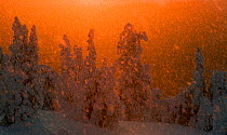 Winter landscape at sunset with heavy snow falling on  conifer trees laden with snow, Kuusamo, northern Finland, February 2009