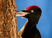 Black woodpecker (Dryocopus martius) male feeding on tree trunk with beak open showing tongue, Finland, March