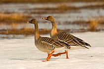 Bean goose (Anser fabalis) two walking over snow near water, Finland, May